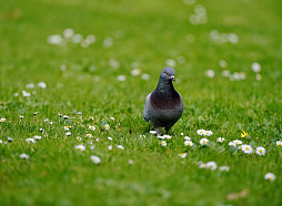 Septīto dienu pēc kārtas Latvijā pārspēti siltuma rekordi