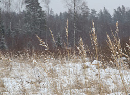 Nedēļas nogalē termometra stabiņš zem nulle grādiem nokritīs vien naktīs
