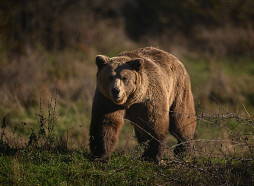 DAP: Latvijas mežos mīt ap 150 brūnie lāči