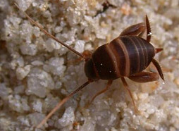 Par gada kukaini izvēlēts skudru circenītis