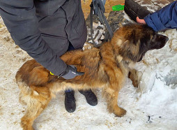 Dāviņu pagastā PVD izņēmis 15 suņus un trīs kaķus