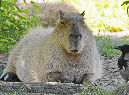 Rīgas zooloģiskais dārzs aicina dot vārdus kapibaru mazuļiem