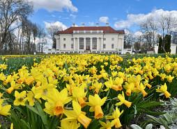 Pirmo ziedu burvība un lielie renesanses atklājumi: šajā nedēļas nogalē Pakrojas muižā sākas Tulpju un pavasara ziedu festivāls