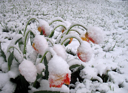 No 23. aprīļa brīžiem gaidāms lietus un sniegs