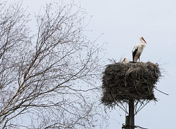 Nedēļas otrajā pusē Latviju sasniegs plašs ciklons