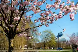 Rīgā iestādīs vēl 15 sakuras kokus