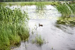 Pēc pirmdienas gaidāms vēsāks laiks