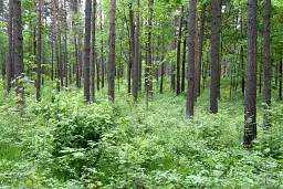 В лесах Латвии появились первые грибы и сразу… белые? ФОТО