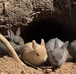 Теперь может его выкинуть: в Адажи из мини-зоопарка украли крольчонка