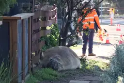 Морской слон регулярно причиняет городу убытки, но ему прощают всё за его… исключительную милоту
