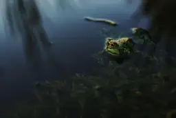 Учёные просят вылезти эстонцев из болот