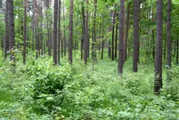 В лесах Латвии появились первые грибы и сразу… белые? ФОТО