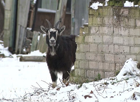 На улицах Иманты замечены козы: сбежали от хозяйки
