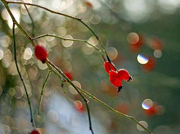 Trešdien temperatūra pakāpsies virs nulles, valsts austrumos saglabāsies sals