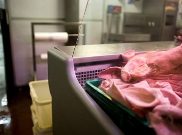 Asociācija: Cūkgaļas cena joprojām saglabājas kritiski zemā līmenī