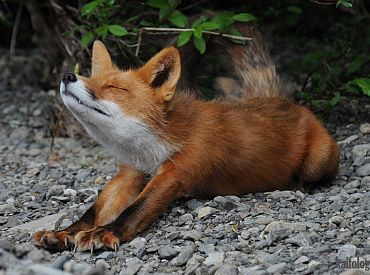 No Līgatnes dabas takām tīša žoga bojājuma dēļ izkļuvušas lapsas