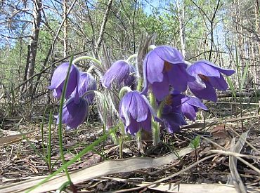 Pavasarim raksturīgais saulainais laiks varētu iestāties ap 20.martu
