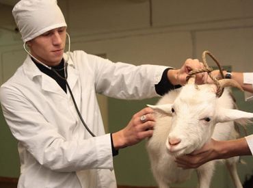 Ящур приближается к границе Латвии: на дорогах готовится ветконтроль