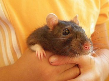 Крысы перебираются в тёплые квартиры: как защититься от незваных гостей?