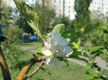 Rīgā šogad stādīs 1000 kokus, būvēs bērnu laukumu un palielinās sabiedrisko tualešu skaitu