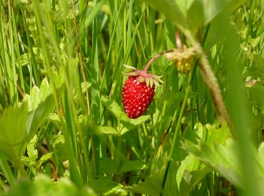 Jūnijs Latvijā bijis siltāks un valsts lielākajā daļā arī sausāks nekā ierasts