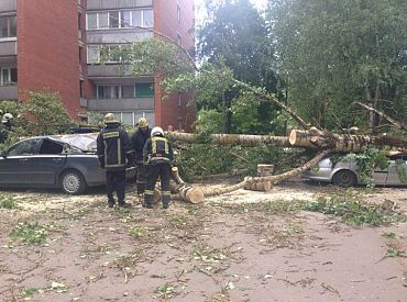 Ветер ломал деревья: десятки вызовов получили спасатели этой ночью