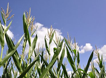 Sestdien saglabāsies daudz mākoņu un vietām īslaicīgi līs