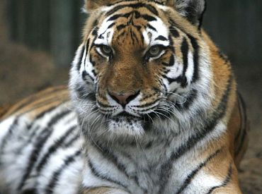 Rīgas zooloģiskā dārza tīģeris Augusts svinēs sesto dzimšanas dienu