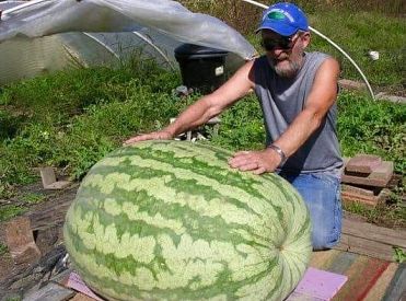 Audzētāji: Šogad Latvijā arbūzu raža ir sliktāka nekā pērn