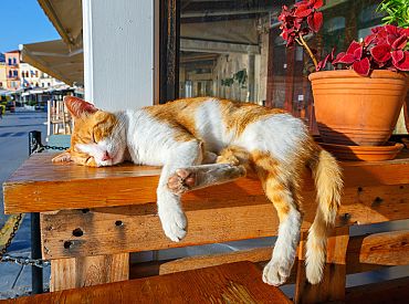 У рижанки украли кота — зоозащитники отказываются его вернуть; что же дальше?