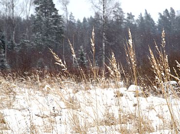 Нашли в одних носочках, занесенного снегом… Как искали пропавшего мальчика в Резекненском крае