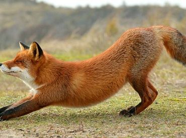 В Даугавпилсе птичий грипп впервые выявлен у мертвой лисы