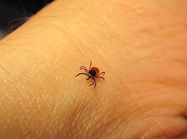 Latvijas Infektoloģijas centrā izņemtas šogad pirmās ērces