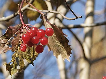 Tuvākajās diennaktīs gaisa temperatūra nedaudz pazemināsies