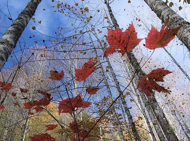 Утепляйтесь: в Латвию идут холода с севера — здравствуй, гололёд