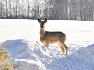 Dabas muzejs par 2024.gada dzīvnieku izvēlējies stirnu
