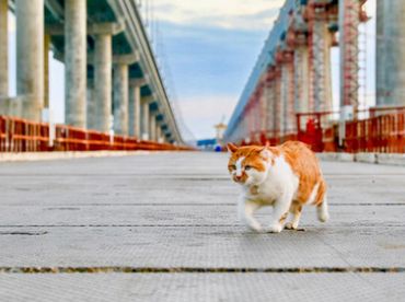 Valsts kontrole ceļ trauksmi par pašvaldības tiltu drošību