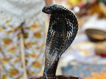 Певица умерла после укуса змеи  —  лекарство искали по аптекам