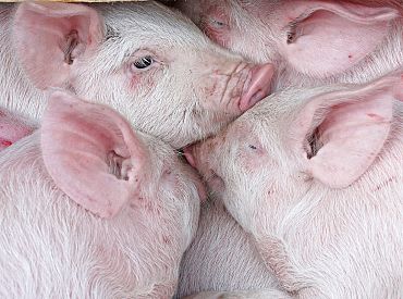 Зато свиней стало вдвое больше: количество фермерских хозяйств в Латвии стремительно сокращается