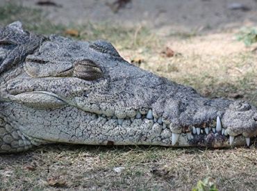 Латвийскому «Крокодилу Данди» установлен памятник в Австралии (ФОТО)