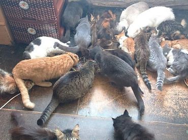 Она просто очень добрая: соседи простили женщине 23 кошки в однокомнатной квартире