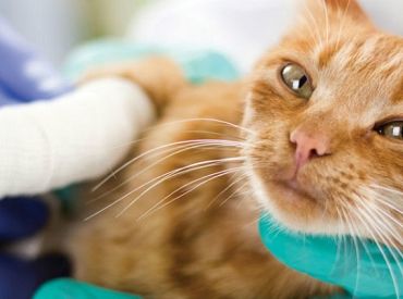 Лечим всегда, когда можно помочь: ветеринар о нападках «защитников бродячих кошек»