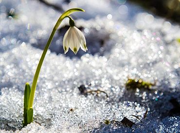 Naktī uz svētdienu sniega segas biezums vietām palielināsies par trim centimetriem