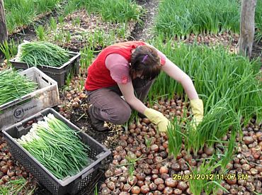 Свежий и домашний: как правильно вырастить зелёный лук на подоконнике