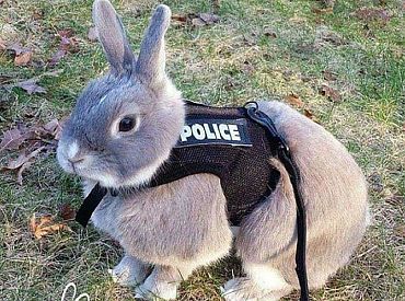 Агент 000-07? Цифровые коды вместо имён присвоят латвийским полицейским