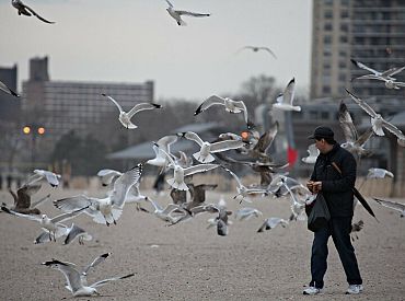 Чайки идут в атаку: почему птицы в городе озверели?