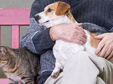 В Латвии зарегистрировано почти 300 тысяч домашних питомцев; и снова о чипировании