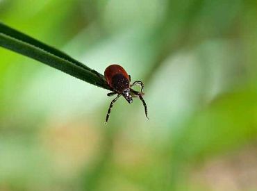 «Centrālā laboratorija» lielāko ērču noņemšanas pakalpojumu skaitu paredz pēc Jāņiem