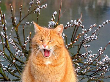 Погода в праздник порадует: будет тепло и без осадков