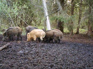 Obligāti jāizmeklē arī Nītaures un Pāles pagastā nomedītās mežacūkas